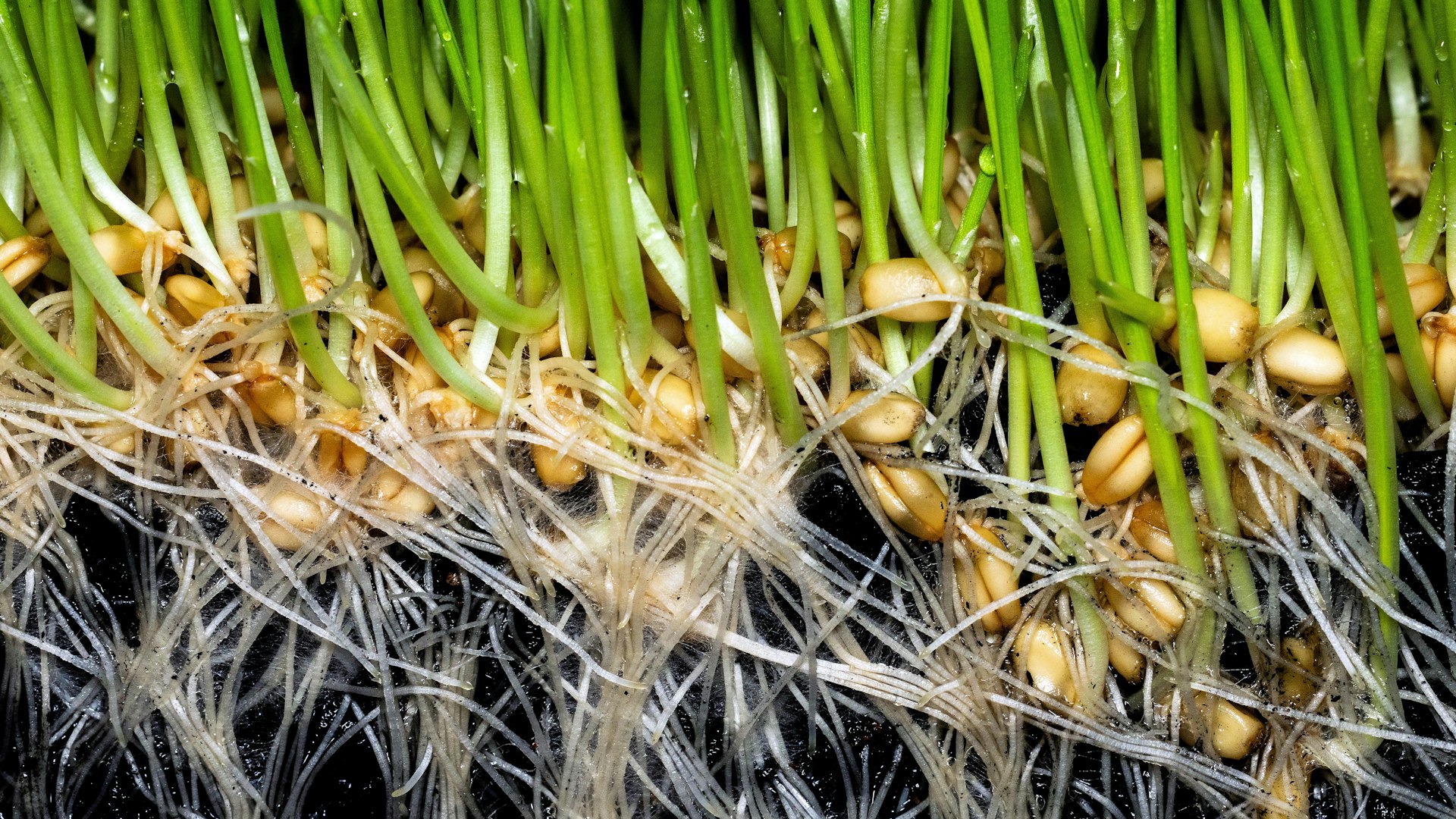 AQUiP Agro - Svenskt Biokol för Svenskt Lantbruk